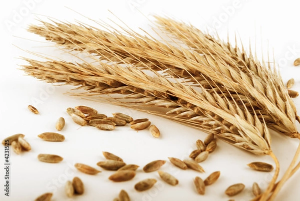 Obraz rye ears and grains