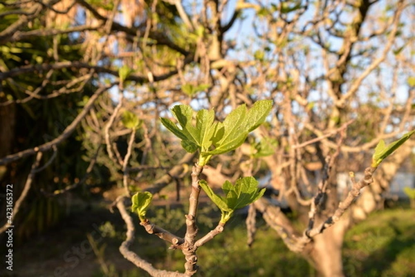 Fototapeta Erste Triebe an einem spanischen Feigenbaum