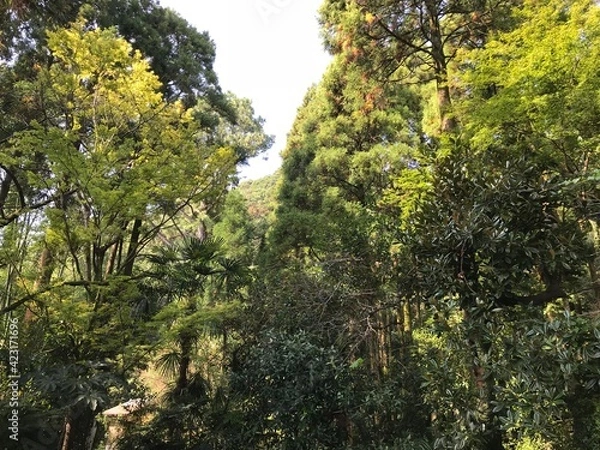 Obraz trees in the forest