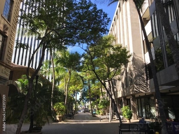 Obraz trees in the city