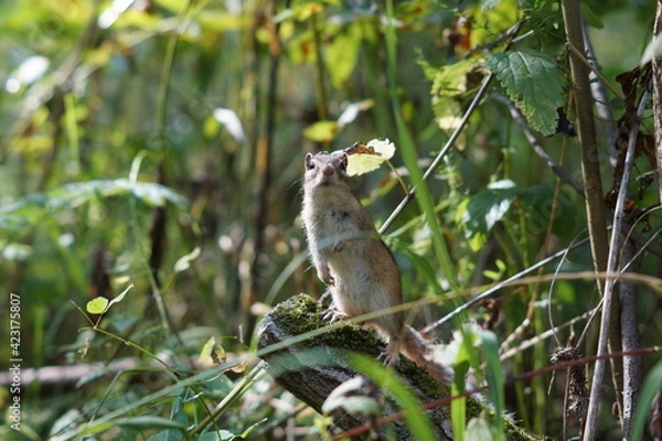 Obraz Chipmunk sits in green grass in the woods