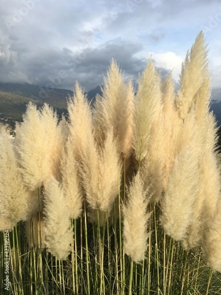 Fototapeta Italian nature, closeup elements. 