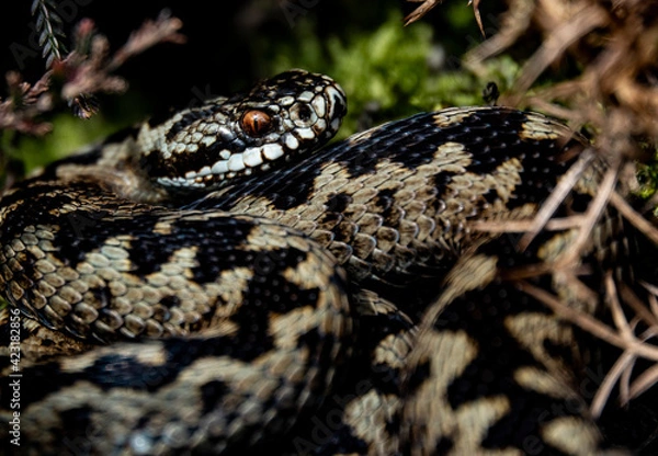 Fototapeta Adder snake poisonous serpent