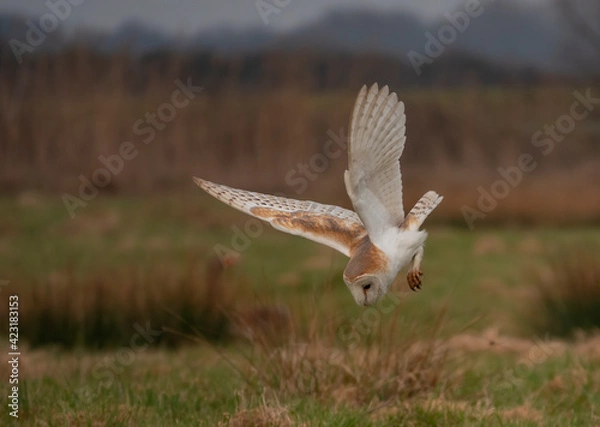 Obraz British Barn Owl Hunting