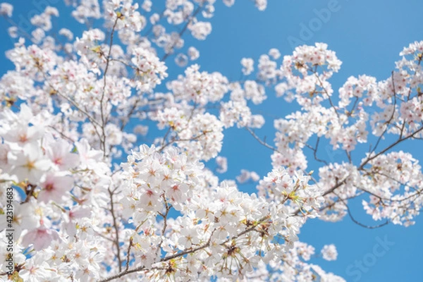 Fototapeta 満開の桜の花