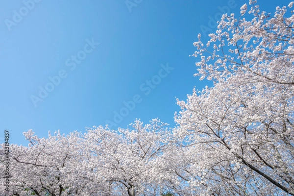 Fototapeta 満開の桜の花