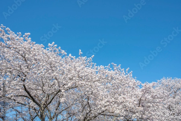 Obraz 満開の桜の花