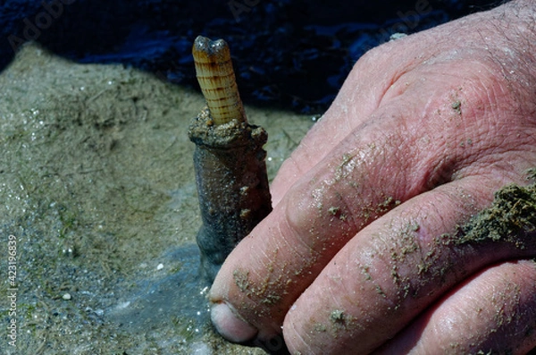 Fototapeta Hand of a man fishing a shell in the sea: Solen (bivalve), edible mollusk also known as razor shell. Man picking up a long yellow mollusk hidden in the mud. Ancestral fishing technique
