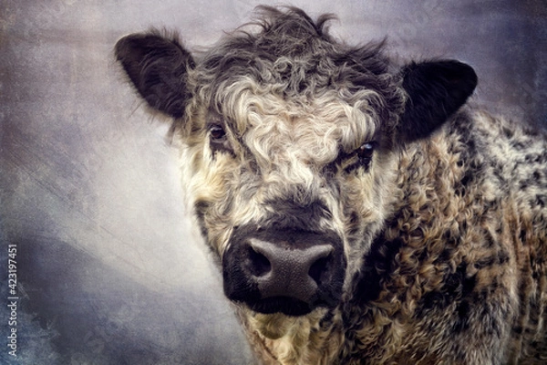 Obraz galloway rind