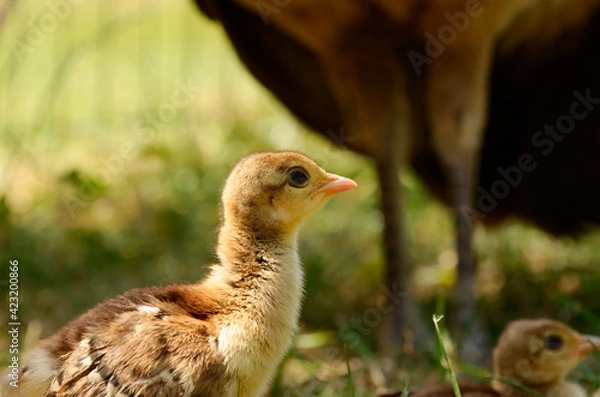 Obraz Indian peacock chick, common peafowl chick, or blue peafowl chick. close up of the head of an Pavo cristatus chick.