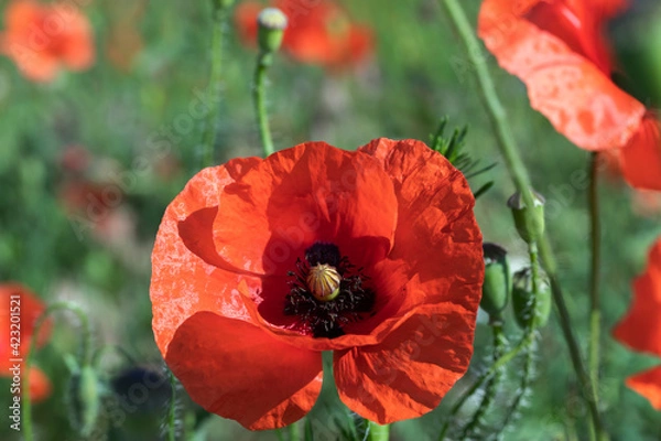 Fototapeta Red poppies on a green background.