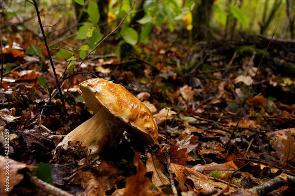 Obraz edible porcini in a forest. Latin name: Boletus edulis