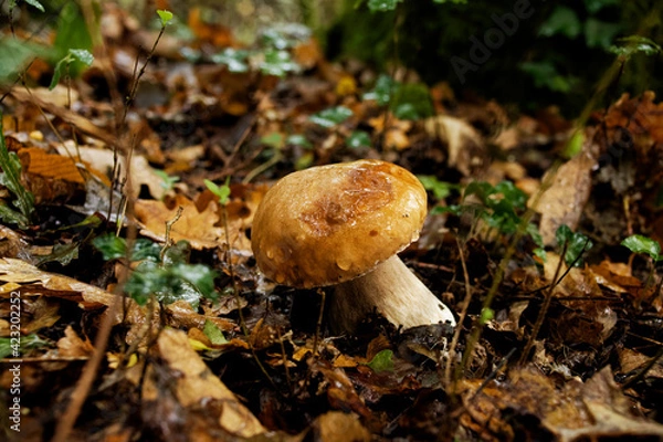 Obraz edible porcini in a forest. Latin name: Boletus edulis