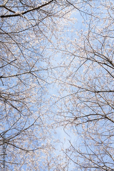 Fototapeta サクラ