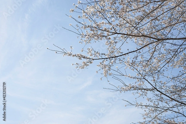 Fototapeta サクラ