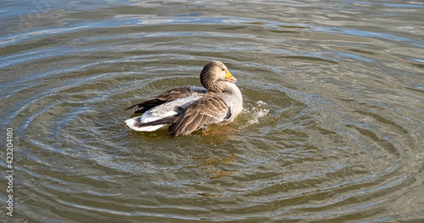 Fototapeta GreyLag Goose single portrait close up view washing and preening in lake