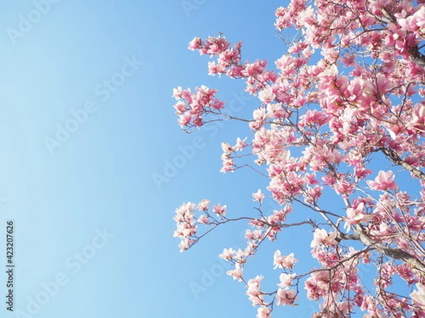 Fototapeta OLYMPUS DIGITAL CAMERA