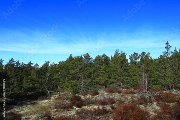 Obraz A common Scandinavian forest during the spring or summer. Mostly pine and fir trees. Blue sky and sunny outside. Nice weather and climate this day. Stockholm, Sweden, Scandinavia, Europe.
