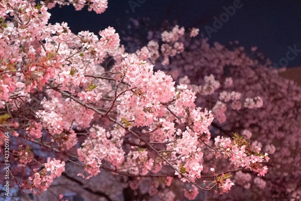 Fototapeta ピンク色に光る夜桜