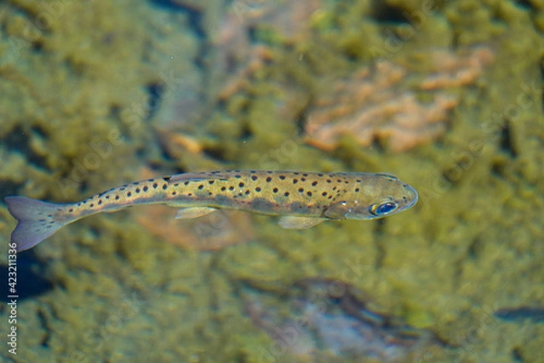 Obraz Formosa Taiwan Landlocked Masu Salmon, a protected animal, swimming in a river in Wuling Farm, Taiwan