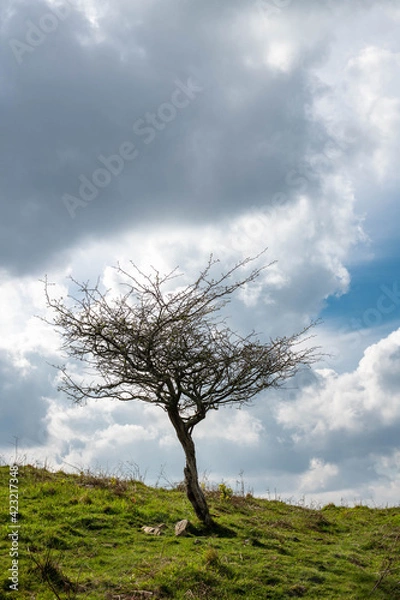 Fototapeta Lonely leafless tree with dramatic sky