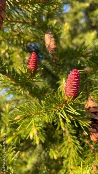 Obraz fir cone