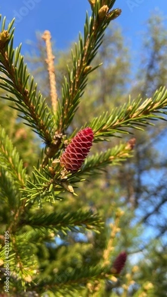 Obraz Fir cone
