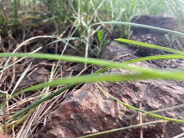 Obraz stone and grass