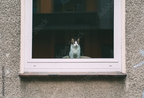 Obraz lonely cat behind window