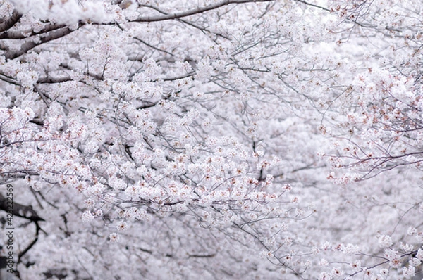 Obraz 桜 満開 背景に咲き誇る一面の桜の花 春の風景 ソメイヨシノ 日本