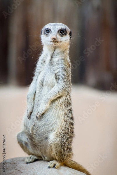 Obraz Meerkat
