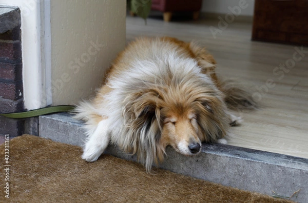 Fototapeta dog sleeping