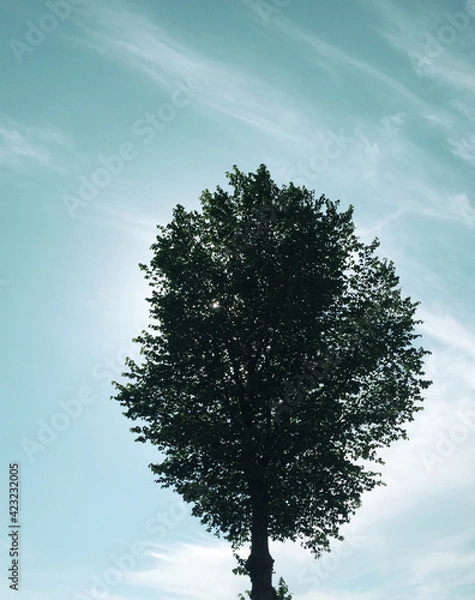 Obraz tree in the sky