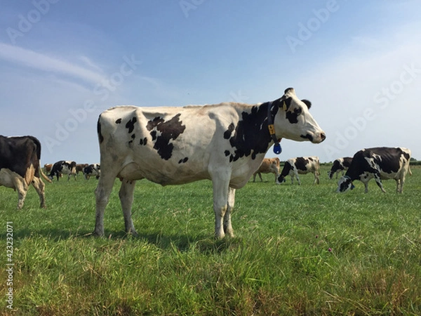 Obraz cows in a field