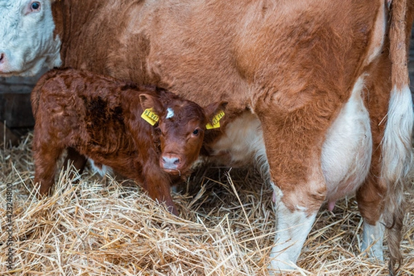 Obraz Kalb trinkt bei der Mutter