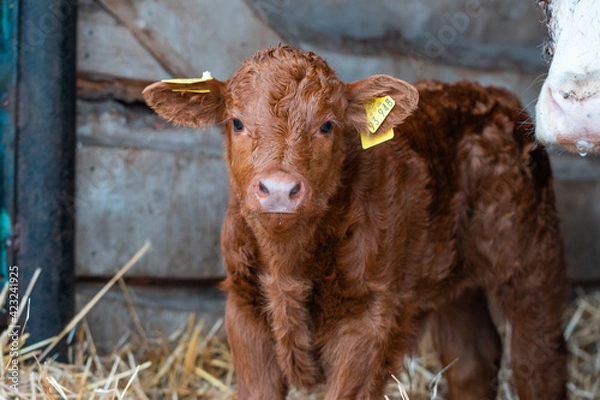 Obraz Kleines Kalb im Stroh