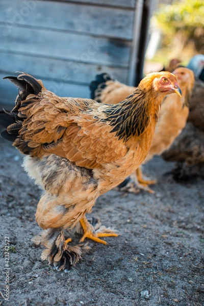 Obraz Huhn beim Stall