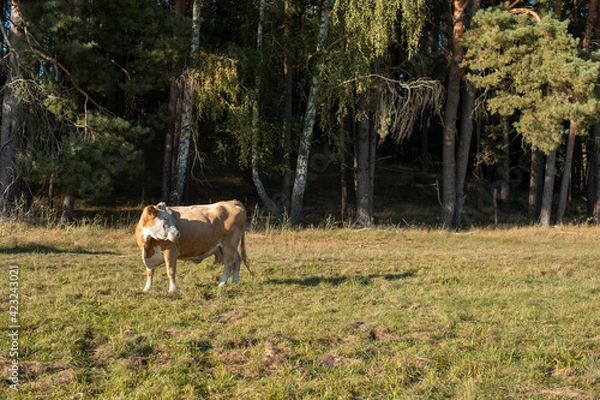 Obraz Kuh dreht sich um