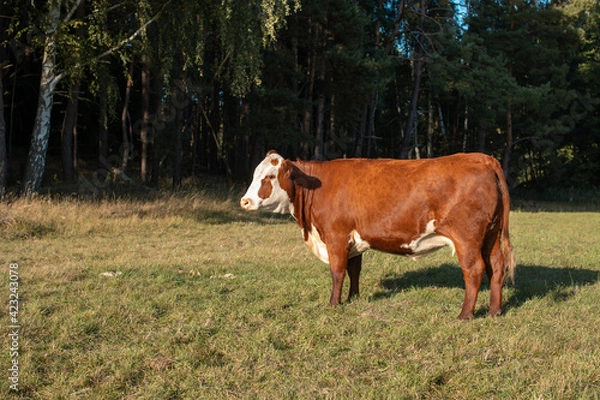 Obraz Kuh steht vor einem Wald