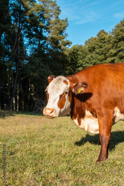 Obraz Einzelne Kuh vor einem Wald