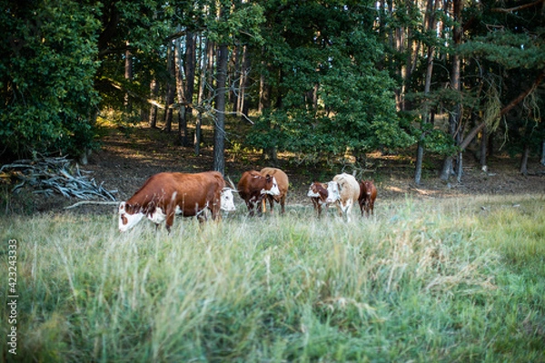 Obraz Rinderherde vor einem Wald