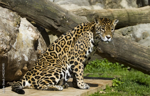 Obraz Amur leopard
