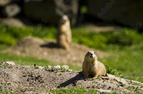 Obraz prairie dog