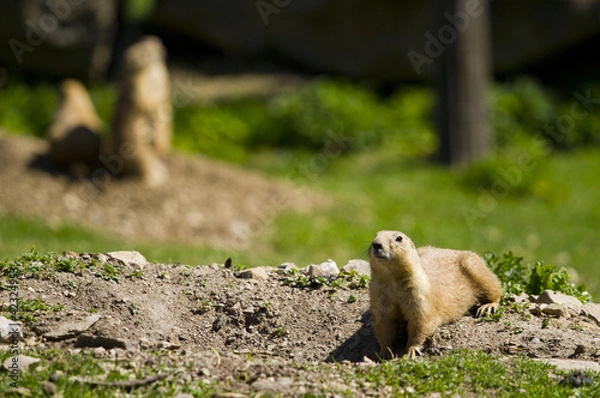 Obraz prairie dog