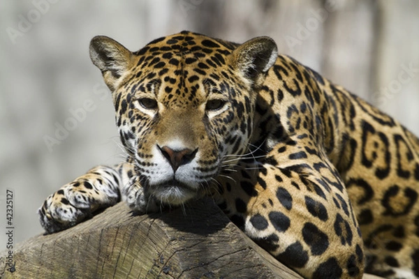 Obraz Amur leopard