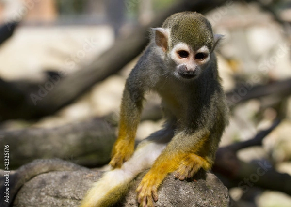 Obraz Kotula monkeys
