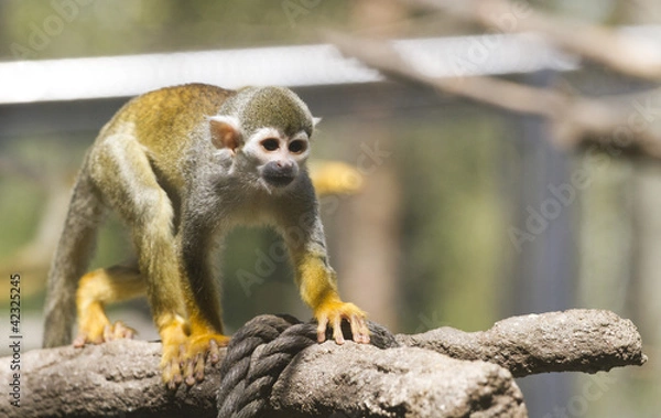 Obraz Kotula monkeys