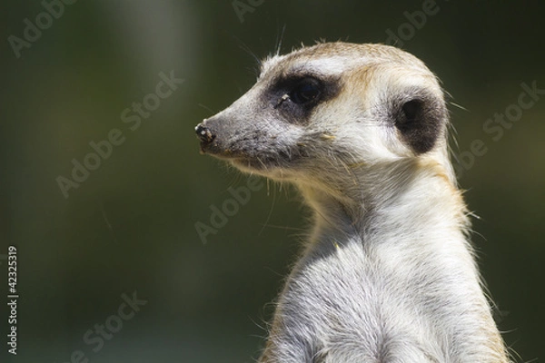 Obraz Meerkat