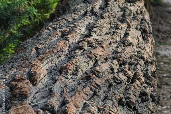 Obraz wild old crack fallen pine tree texture 