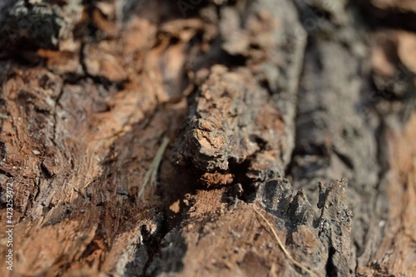 Obraz wild old cracked pine tree texture